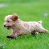 My Dog Still Has Fleas!
