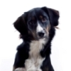 Teaching your dog basic commands