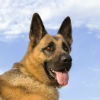Dog Breed Weight Chart