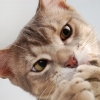 A Mighty Ear Problem For Cats