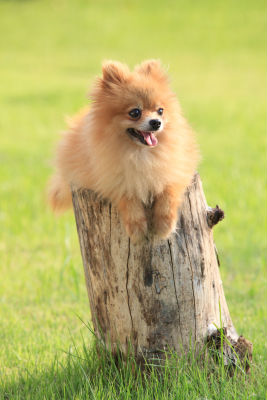 eco-friendly-pet-products