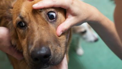 Pet-Eye-Infections