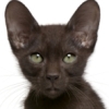 Feline Immunodeficiency Virus (FIV)
