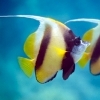 Different Fish, Different Diets