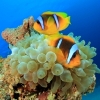 Best Care Tips For Freshwater Fish
