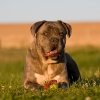 Cause of Flea Allergy Dermatitis