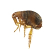 Flea Allergy Dermatitis: Protect Your Dog