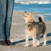 What Diseases Do Fleas Cause?