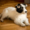 Why is My Flea and Tick Medication Not Working?	