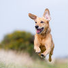 Flea and Tick Prevention and Treatment Options