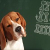 Flea and Tick Questions, Answered