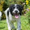 Flea and Tick Season: When to Use What Treatment