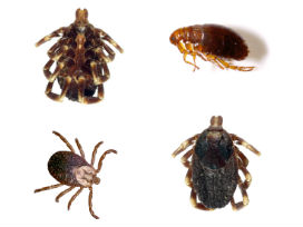 Fleas and ticks