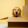 How to Detect a Flea Infestation in a New Home