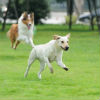 What Happens When Fleas Get On Your Dog