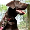 Is Your Dog Allergic to Certain Food?