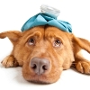 Signs Your Pet Needs New Food