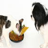 Diets to Help Cat and Dog Dermatitis