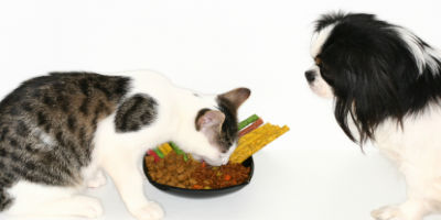 //cdn.petcarerx.com/common/images/articleThumb/FoodandNutrition-DermatitisinDogsandCatsArticle.jpg //cdn.petcarerx.com/common/images/articleThumb/FoodandNutrition-DermatitisinDogsandCatsArticle.jpg