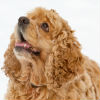 What to Feed a Pregnant Dog