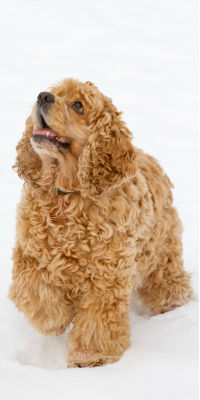 pregnant-dog-food pregnant-dog-food