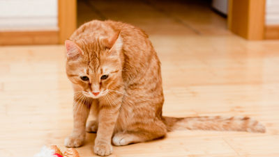 Gastritis-Pets-5-Facts