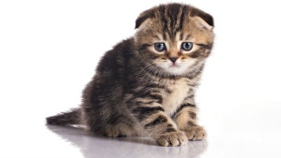 Gastritis-Symptoms-Pets