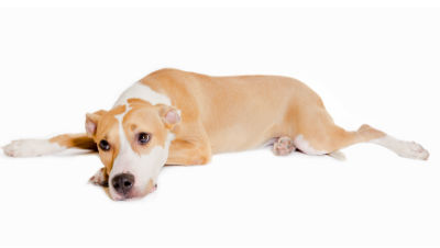 Treat-Pet-Gastritis