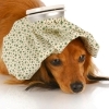 Doggie Tummy Trouble: Gastritis