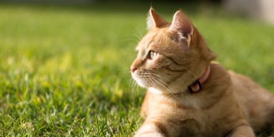 GingerCat-LeukemiaHealthArticle-Treatment GingerCat-LeukemiaHealthArticle-Treatment