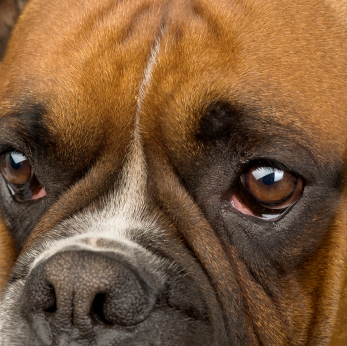 Boxer dog with big eyes