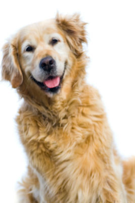 Glucosamine-for-Dog