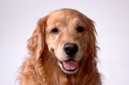 GoldenRetriever-URIHealthArticle-Treament GoldenRetriever-URIHealthArticle-Treament