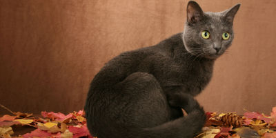 GrayCat-LeukemiaHealthArticle-Symptoms GrayCat-LeukemiaHealthArticle-Symptoms