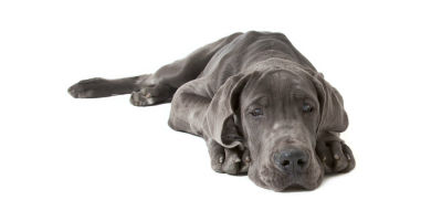 GreatDane-URIHealthArticle-Summary GreatDane-URIHealthArticle-Summary