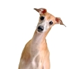 Greyhound Health and Information