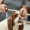 How to Groom a Dog