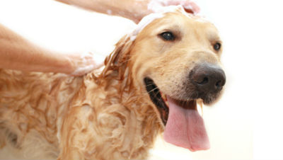 pet-grooming-supplies