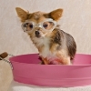 Grooming Tips to Keep Your Dog Healthy and Clean