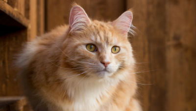 hairballs-facts