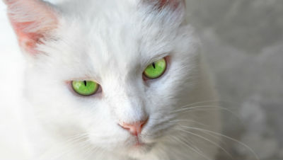 causes-of-hairballs