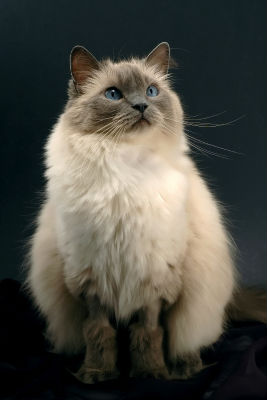 cat-hairballs