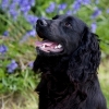 Sure Signs of Heartworm