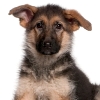 Guarding Your Pet’s Heart from Heartworms
