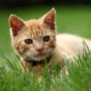 How Do Cats Get Fleas? 