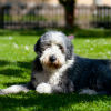 How Do Dogs Get Fleas?