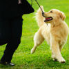 How Flea Collars Work