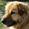 How Do Flea and Tick Treatments Work?