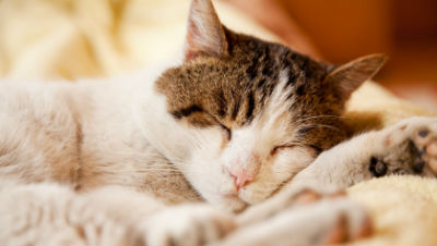 how-much-do-cats-sleep how-much-do-cats-sleep