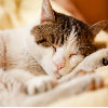 How Much Do Cats Sleep?
